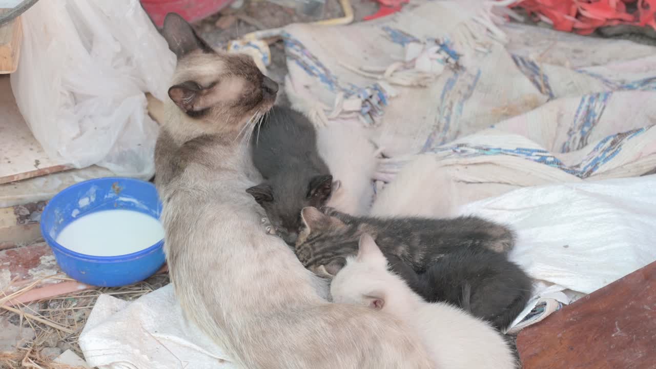 Mother Cat Nursing Her Kittens Outdoors