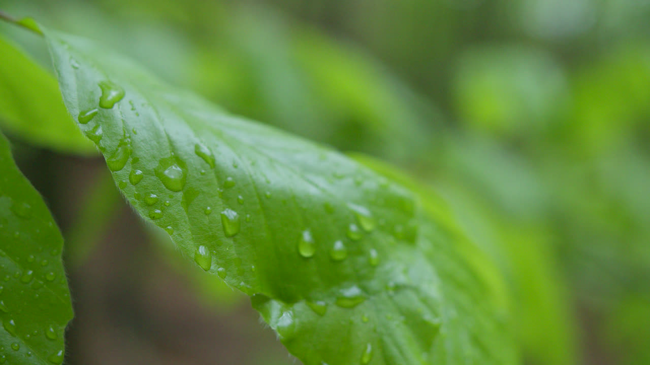 primer plano de una hoja húmeda