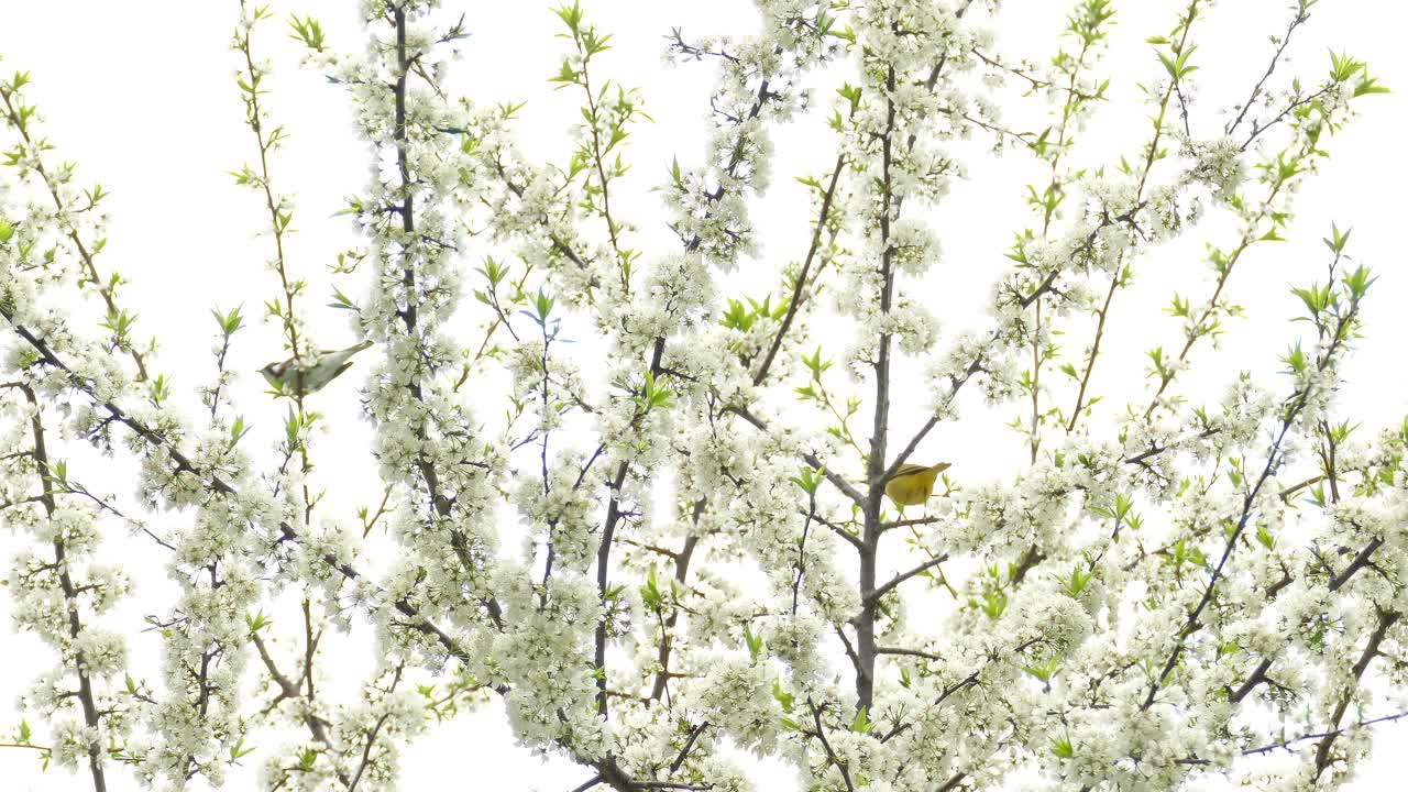 Birds in a Blossoming Tree