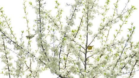 birds in a blossoming tree