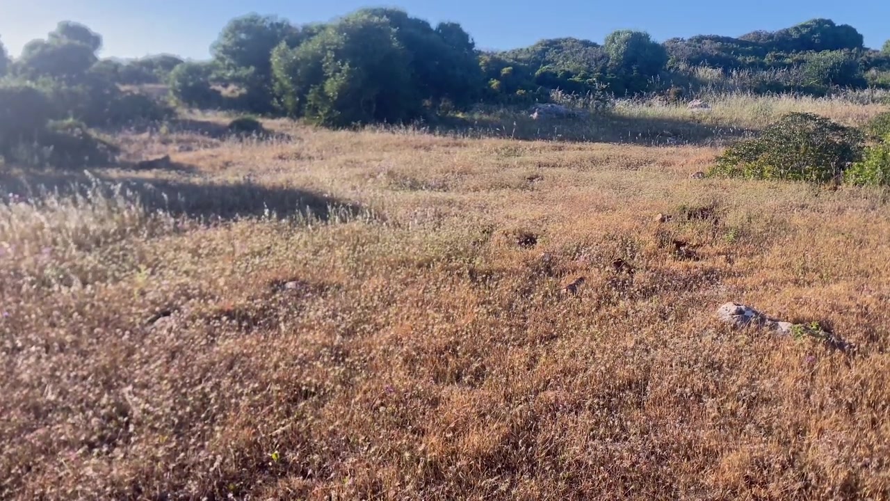 Ampia vista di un paesaggio naturale caratterizzato da erba secca dorata e vegetazione costiera verde sotto un cielo azzurro e limpido.