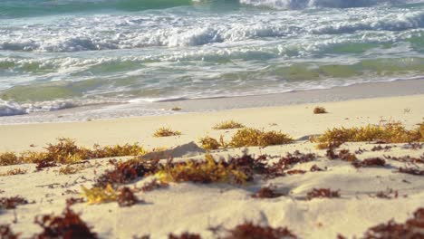 Tropische-Meereswellen,-Die-Neben-Algen-Auf-Das-Weiße-Sandufer-Krachen,-Während-Goldene-Sonnenstrahlen-Durch-Das-Leuchtend-Türkisfarbene-Meer-In-Cancun,-Mexiko-Scheinen---Aus-Der-Nähe-Gezoomt,-Sehr-Niedriger-Winkel