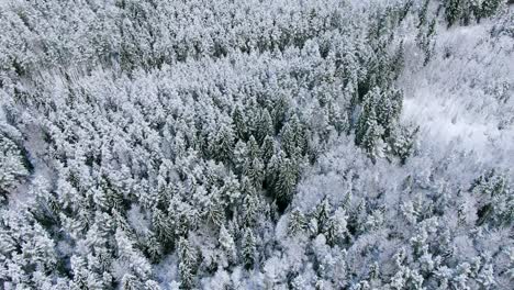 snowy forest from above