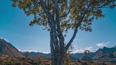 bright sun in the clear skies shines and hides behind the tree