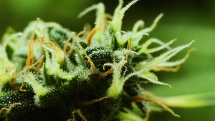 Filmato macro cinematografico in 4K ravvicinato di fiori e foglie di cannabis su piante di cannabis in una coltivazione indoor