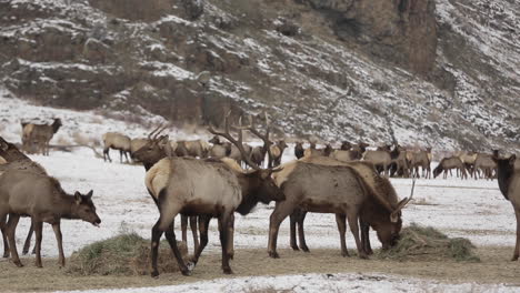 Alces-Salvajes-Pastando-En-La-Estación-De-Alimentación