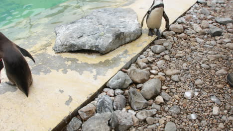 Feeding-a-penguin-with-fish-in-a-zoo-close-up