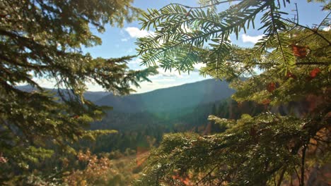 Peaking-through-the-treetops-in-the-forest-mountain