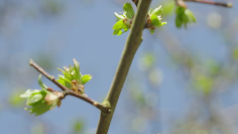 panning along a branch with new springtime leaves, captured in 120fps slow-motion, ends with dreamy defocus, adding ethereal touch