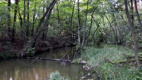 Small-Calm-River-Stream-In-Wilderness-Surrounded-By-Forest-Trees-During-Daylight