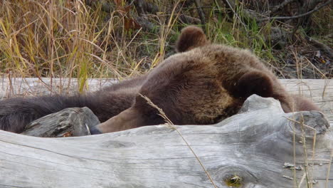 Un-Gran-Oso-Pardo-Oso-Grizzly-Duerme-En-Un-Montón-De-Troncos-A-Lo-Largo-De-Una-Playa-Costera-En-El-Desierto-De-Alaska