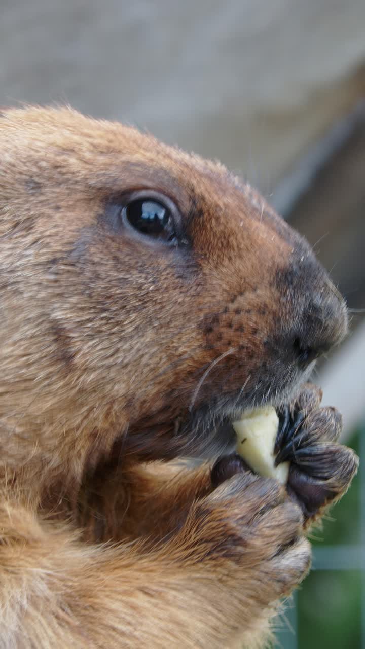 Brown furry marmot munching apple inside enclosure in peaceful backyard