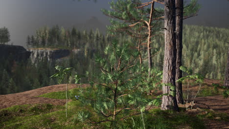 mountains covered with woods in the early morning mist