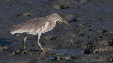 One-of-the-Pond-Herons-found-in-Thailand-which-display-different-plumages-according-to-season