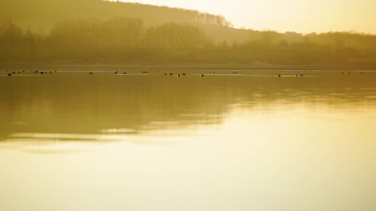 밝은 노란색 안개가 자욱한 일몰 동안 잔잔한 호수에서 쉬고 있는 새들