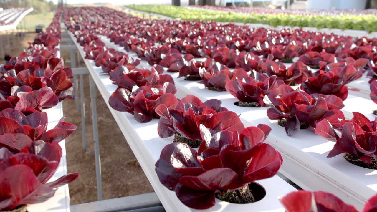 Rows of red lettuce growing in hydroponic farm, showcasing sustainable agriculture
