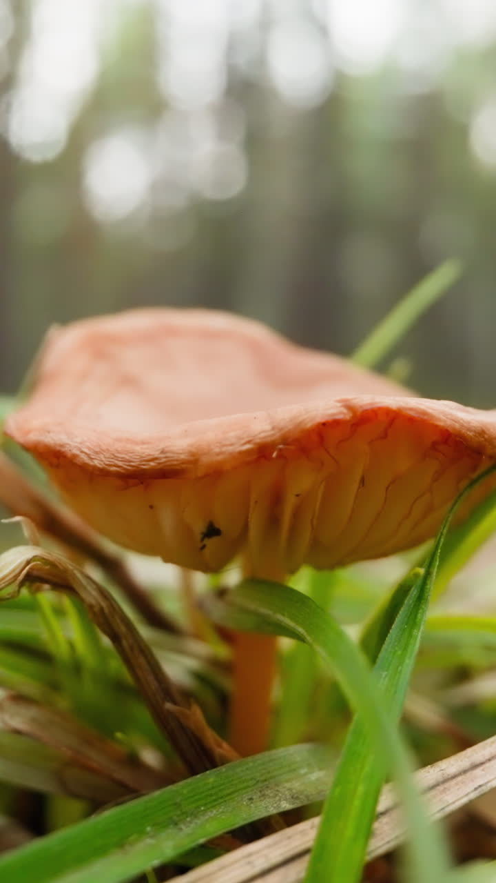 Wind sways mushroom growing among green and dry grass on lawn in wooded area. Natural forest environment on warm sunny day on blurred background