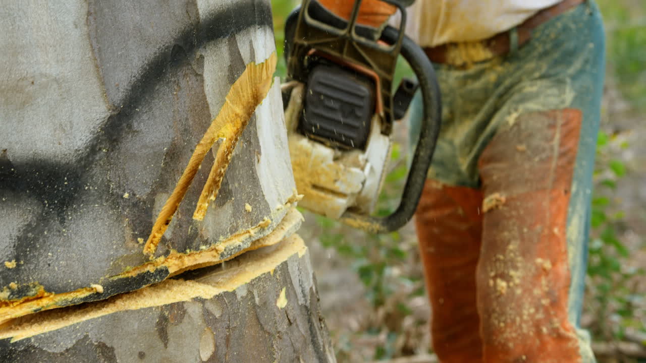 Lumberjack cutting tree in the forest 4k