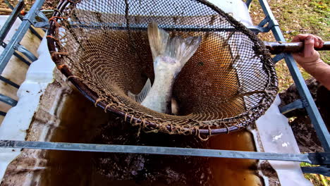 tail of live silver carp fish caught in fishing net. closeup shot