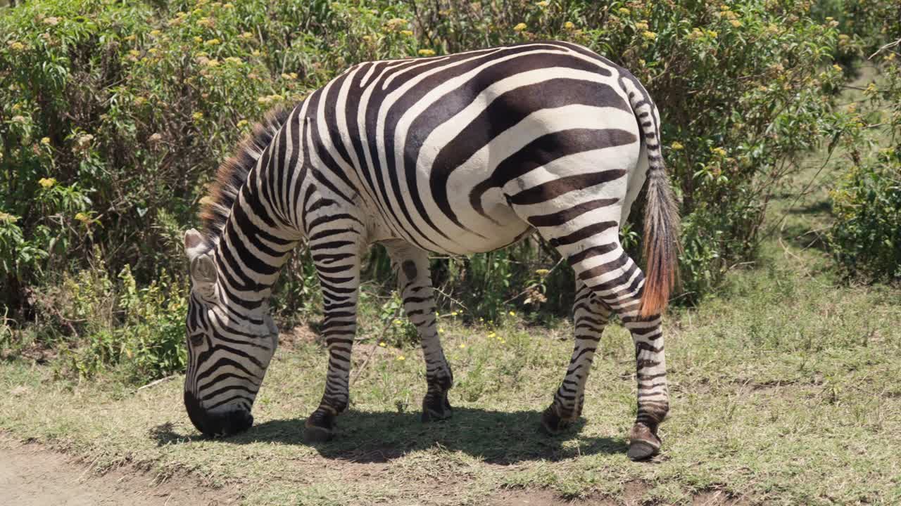 Enlig zebra, der græsser roligt på et græsareal og viser tydelige sorte og hvide striber i et naturligt dyrelivsmiljø i dagslys