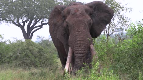 a big tusker elephant moves through the bush towards the camera