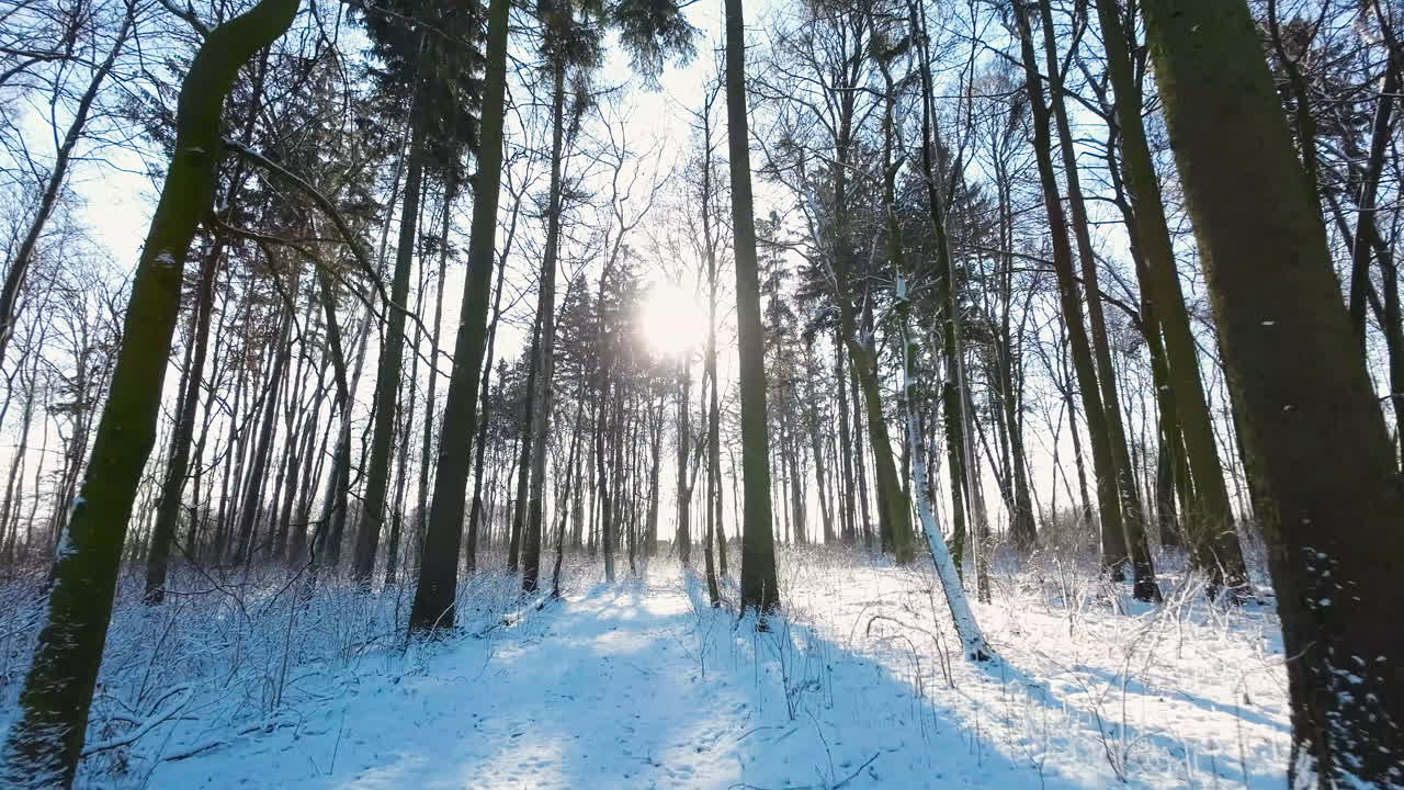Snedækket sti med gamle bladfrie træer på en solrig vinterdag.