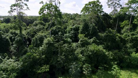 Aerial:-Thick-canopy-green-jungle-trees-in-the-Amazon-rainforest,-drone-descending