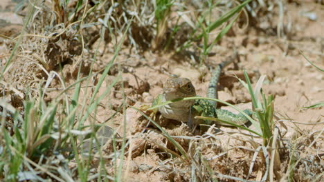 collared lizard in dirt looking through short grass