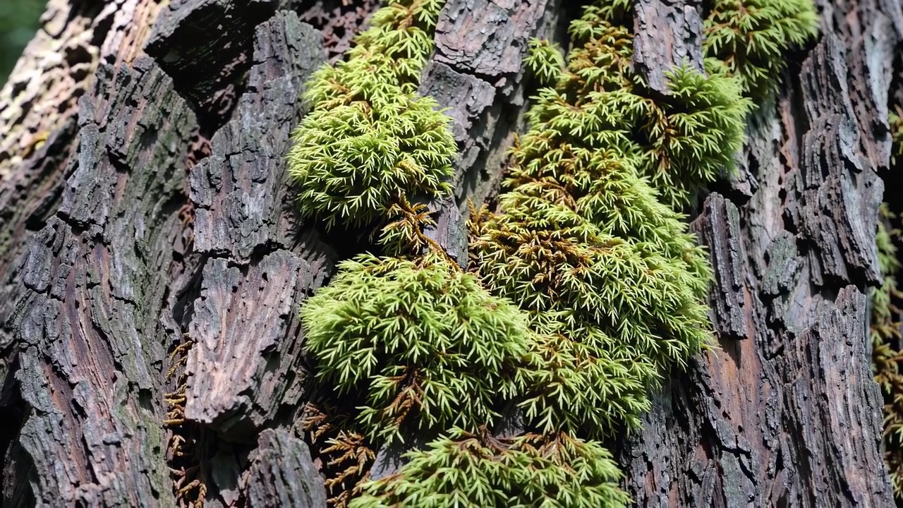 Vista dettagliata di muschio verde che cresce su corteccia d'albero ruvida