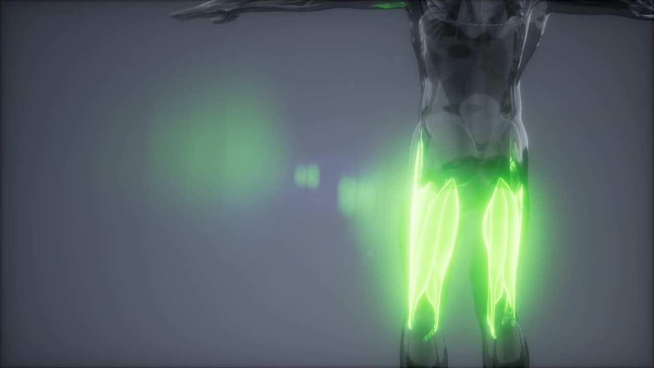 허 ⁇ 지 근육 - 눈에 보이는 근육 해부학 지도