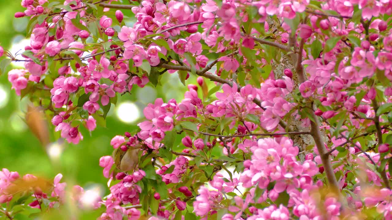 Tennessee Warbler forages among cherry blossoms in vibrant spring scene