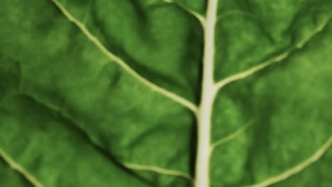 micro vídeo de primer plano de la hoja verde con espacio de copia