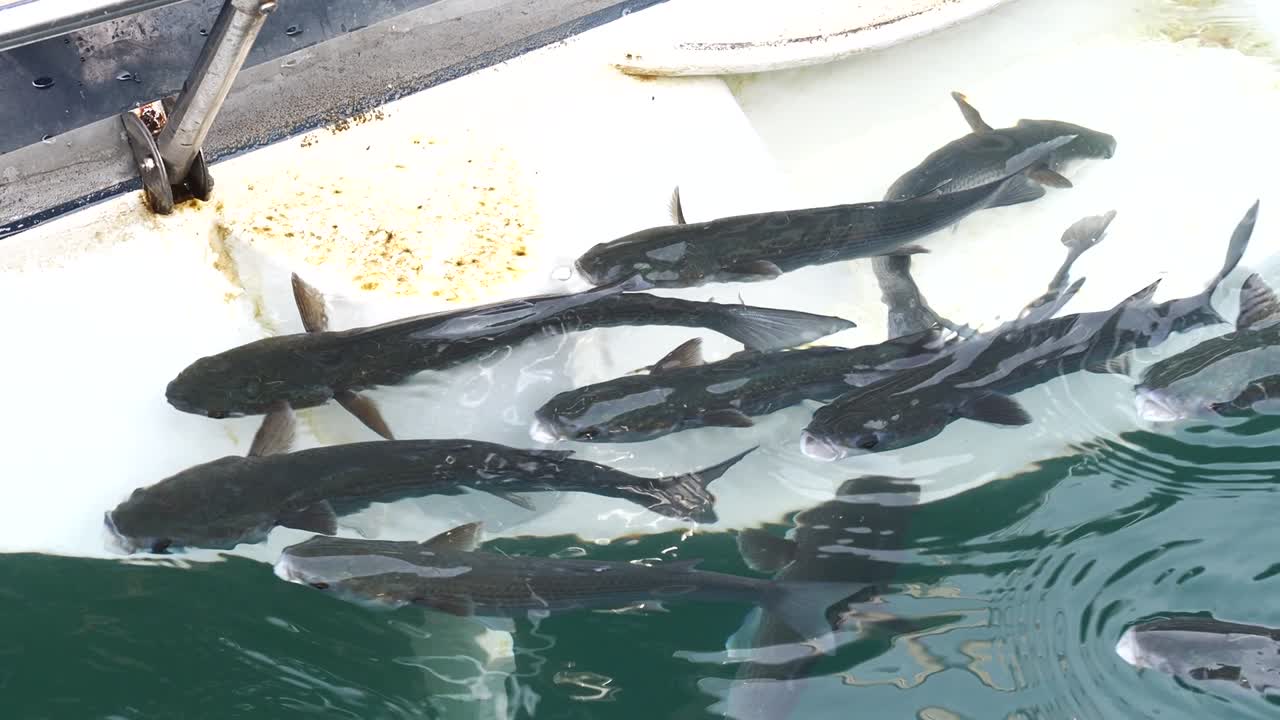 School of important commercial fish - gray mullet, scientific name is Mugil cephalus. The fishes inhabit shallow waters of the Black, Red and Mediterranean seas, widely distributed in Middle East