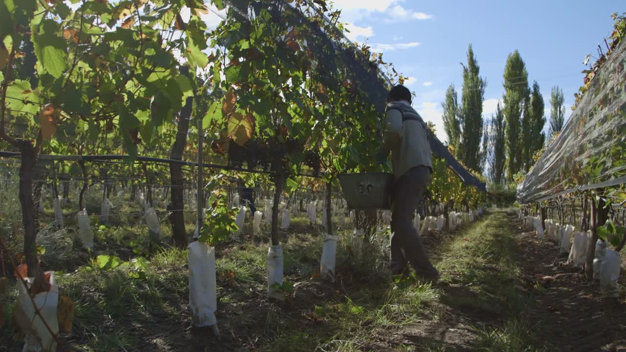 Vineyard: Worker picking wine grapes and putting in basket during harvest.