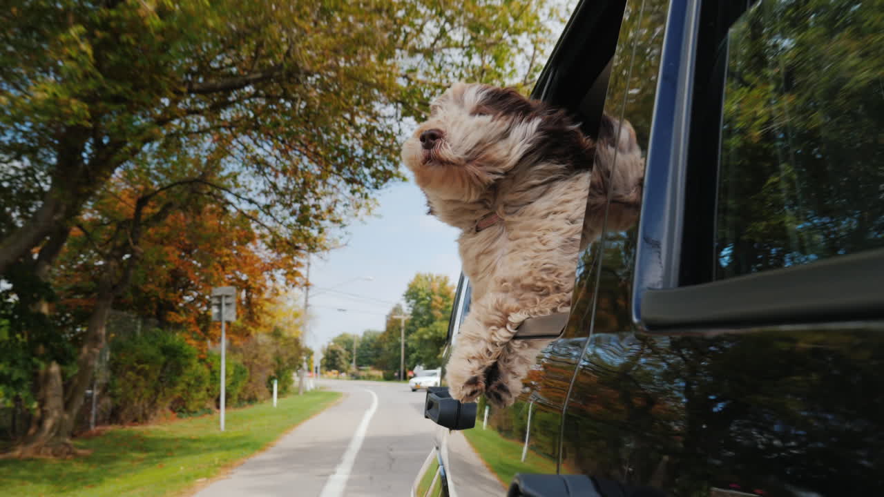 차창 밖으로 몸을 내밀고 있는 강아지