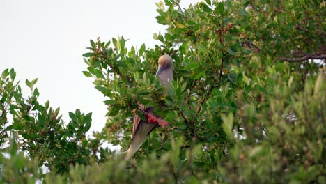 un booby de patas rojas se apaña en una rama de un árbol en little cayman en las islas caimán