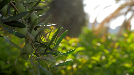 Rama-De-Olivo-Contra-El-Jardín-Verde