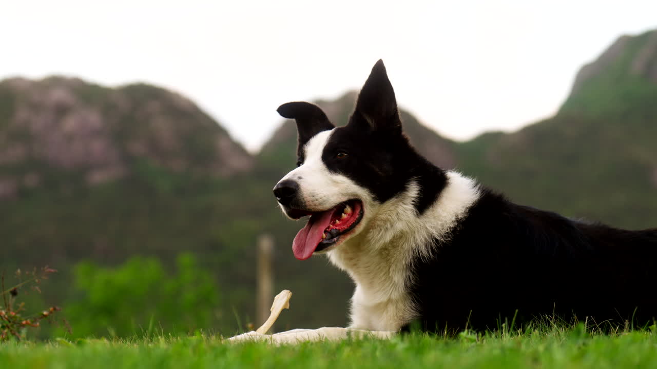 Handheld shot of a Border Collie watching a flock on a windy, overcast day in the Norwegian highlands, resting on grass with mountains behind and pasture across the valley