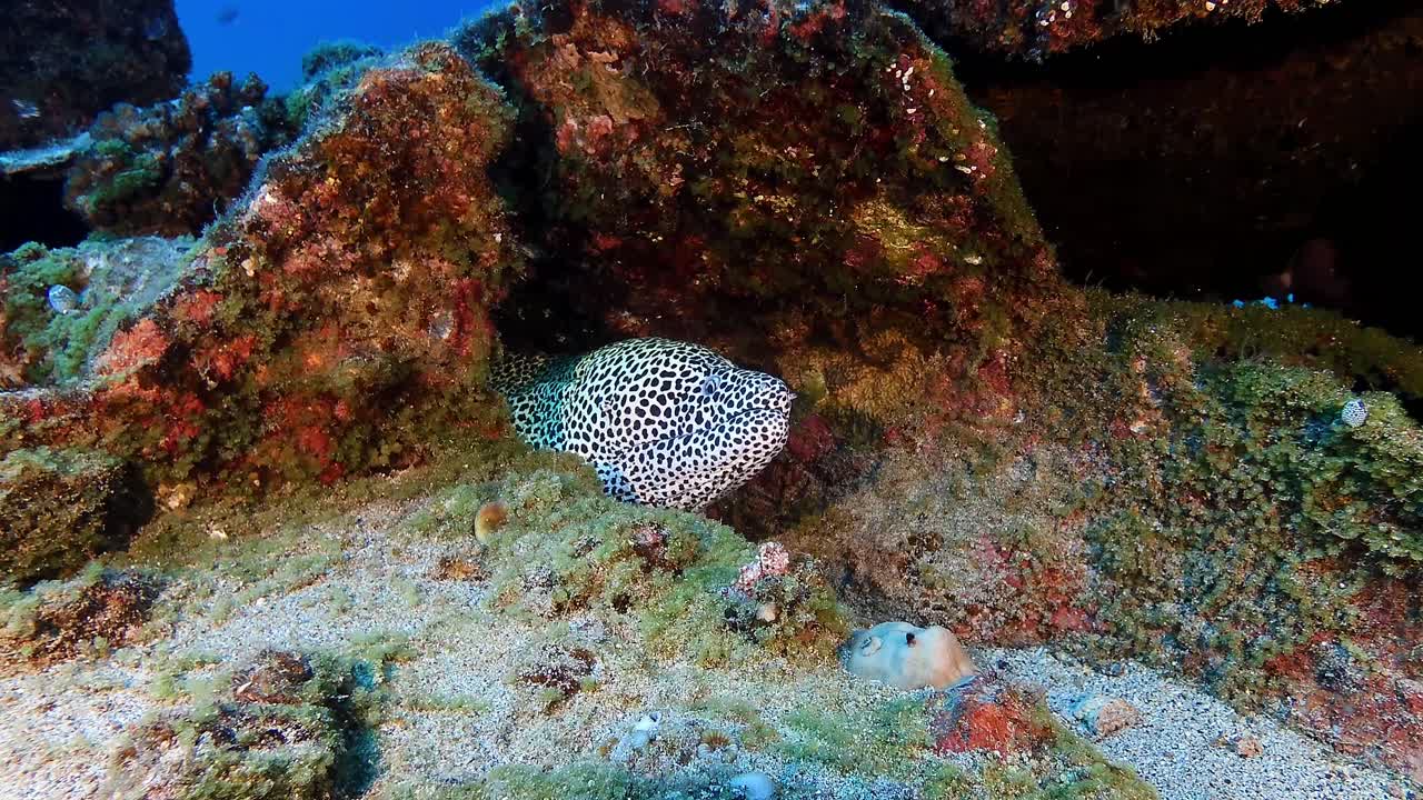 A leopard moray eel is peeking from a reef crevice in Mauritius waters. Underwater shot shows vibrant marine life and coral textures in high detail.