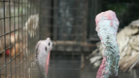 pavos blancos en la habitación oscura de la granja avícola