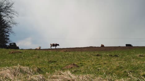 hot day on the farm