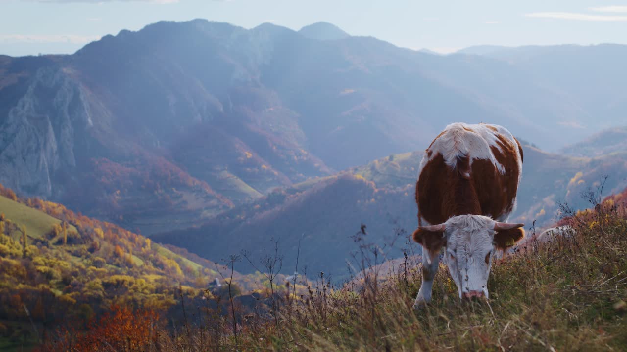 Inquadratura statica media di una mucca marrone e bianca che pascola tranquillamente su un pendio erboso. Una maestosa e nebbiosa catena montuosa con fogliame autunnale riempie lo sfondo.