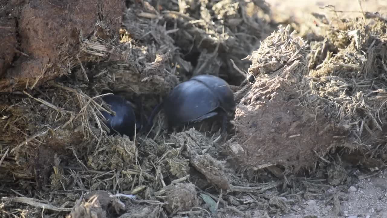 cerca de dos escarabajos de estiércol de elefante addo no voladores que trabajan en estiércol, sudáfrica