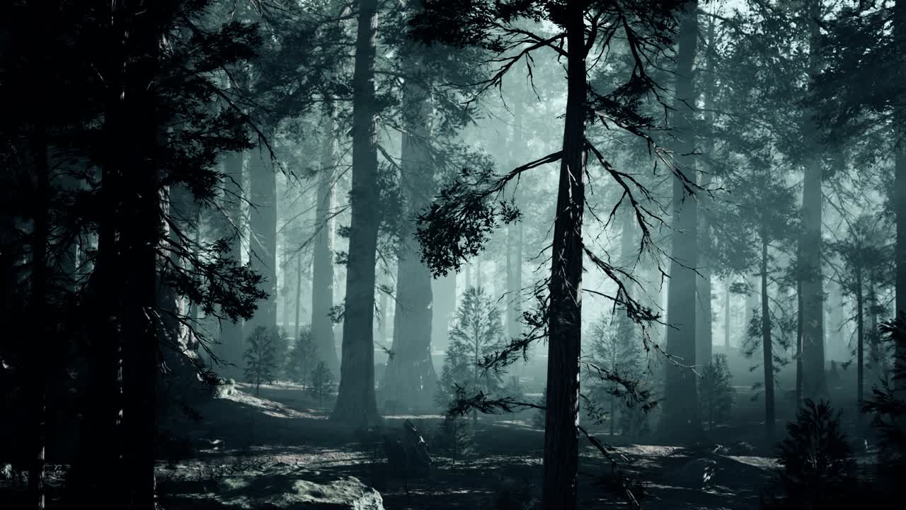 黑色的树干在黑暗的松树林中