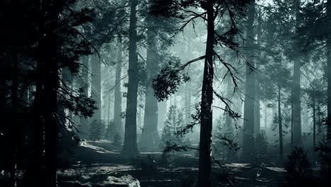 black tree trunk in a dark pine tree forest