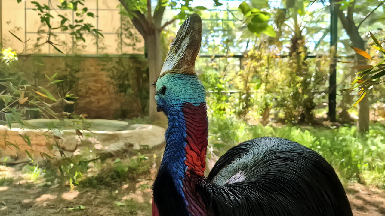 el pájaro cassowary se mantiene quieto, un gran ratito vivo con una enorme cresta, plumas coloridas