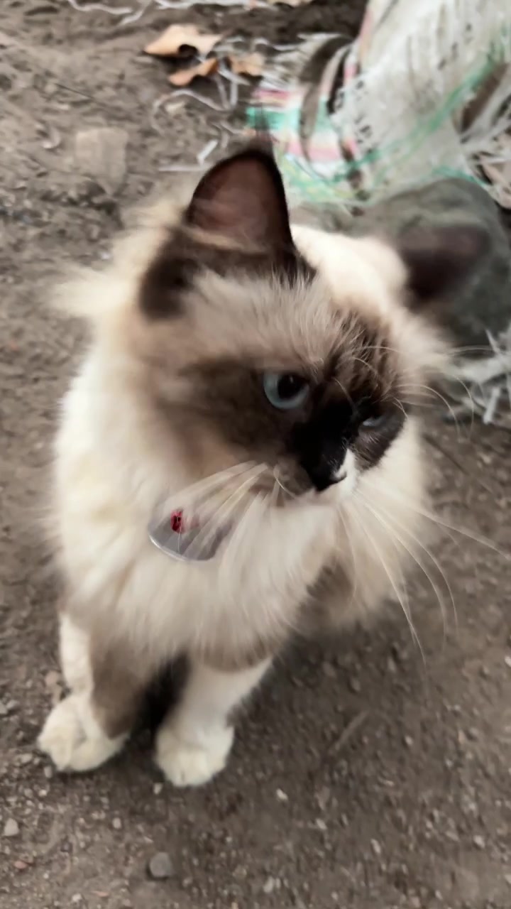 Persona che accarezza delicatamente un gatto Ragdoll soffice all'aperto
