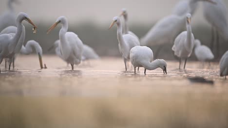 Eurasion-Spoonbill--Feeding-in-Wetland