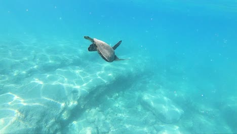 夏威夷海<unk>在夏威夷海灘的清<unk>水中優雅地游泳的極度慢速拍攝