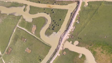 High-aerial-top-down-view-of-herd-of-Buffalos-grazing-around-flooded-river-land